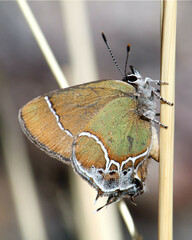 Callophrys xami
