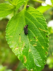 Octotoma scabripennis