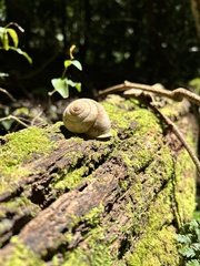 Sphaerospira fraseri