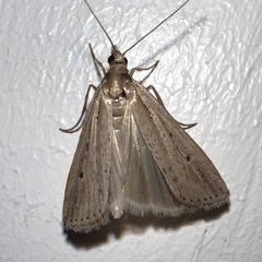 Eudonia octophora