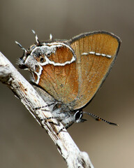 Callophrys xami