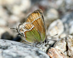 Callophrys xami