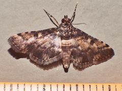 Nacoleia alincia