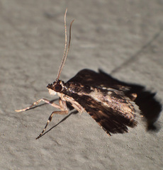 Nacoleia alincia
