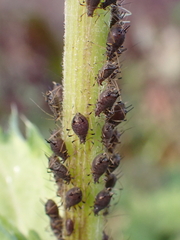 Aphis