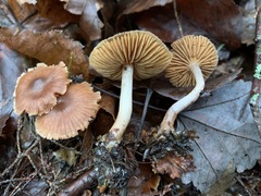 Cortinarius fulvescens