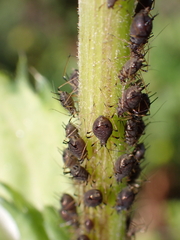 Aphis