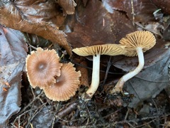 Cortinarius fulvescens