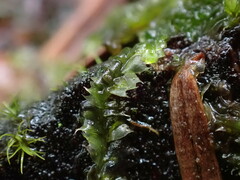 Lophocolea bidentata