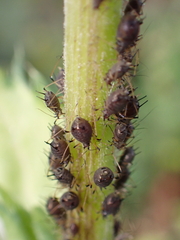 Aphis