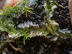 Lophocolea bidentata