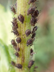 Aphis