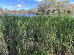 Acrocephalus australis