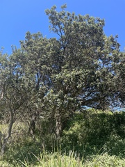 Banksia integrifolia