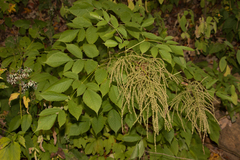 Aruncus dioicus