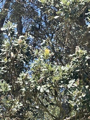 Banksia integrifolia