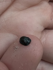 Hemisphaerota cyanea