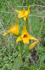 Chloraea alpina