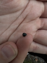 Hemisphaerota cyanea