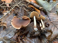 Cortinarius fulvescens