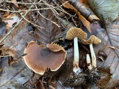 Cortinarius fulvescens