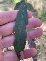 Eucalyptus stellulata
