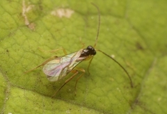 Orthocentrinae