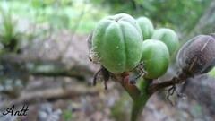 Jatropha gossypiifolia