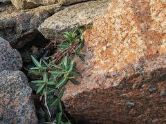 Trachelospermum jasminoides