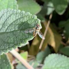 Simosyrphus grandicornis
