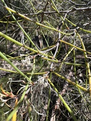Hakea rostrata