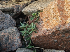 Trachelospermum jasminoides