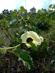 Hibiscus diversifolius