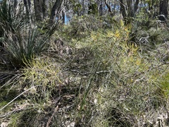 Hakea rostrata