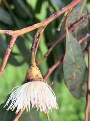 Eucalyptus leucoxylon