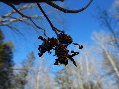 Taphrina robinsoniana