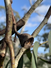 Eucalyptus leucoxylon