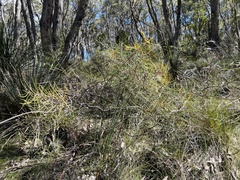 Hakea rostrata