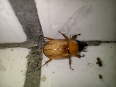 Cyclocephala