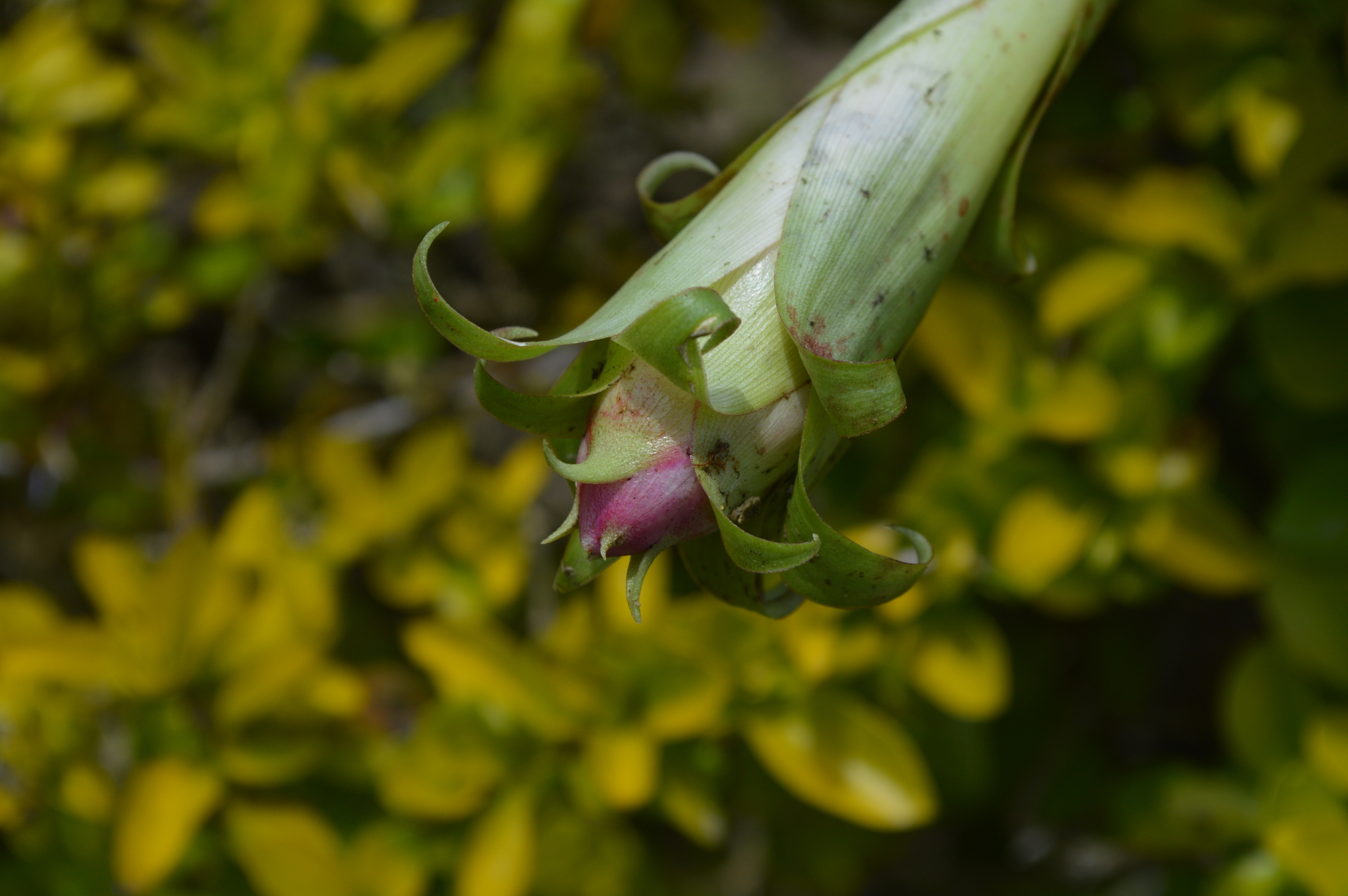 Tillandsia biflora image