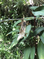 Polistes crinitus