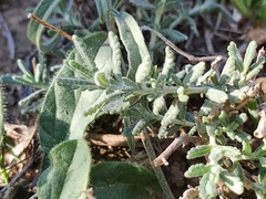Teucrium