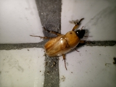 Cyclocephala