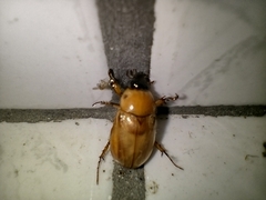Cyclocephala