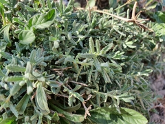 Teucrium
