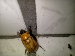 Cyclocephala
