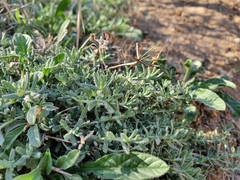 Teucrium