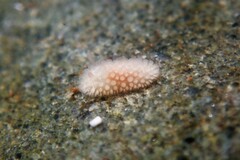 Onchidoris muricata