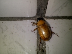 Cyclocephala