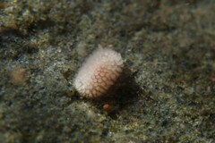Onchidoris muricata